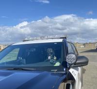 K9 officer dog sitting at wheel of police car