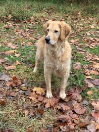 golden retriever standing without leg braces