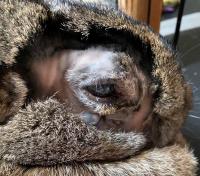 close up image shaved area around rabbit's eye