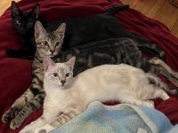 three cats laying together