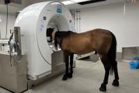 standing horse with head in a CT scanner