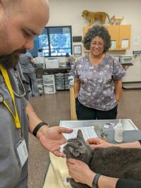 veterinary technician student examines a cat while being supervised by staff