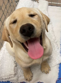 dog smiling at camera