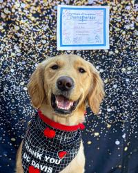 golden retriever with certificate of chemotherapy completion and bandana that reads Thank you UC Davis