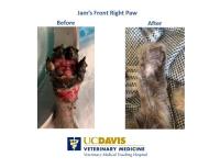 before and after pictures of cat's burned paw