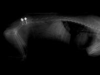CT scan image showing pins in a dog's vertebra