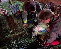 firefighters administering oxygen to a dog