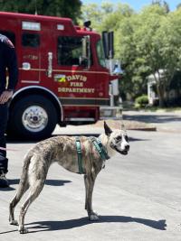 dog in front of fire truck