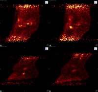 PET scan of horse's foot