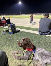 dog at football game