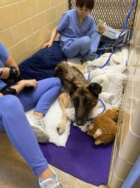 dog with acupuncture needles in her lower back