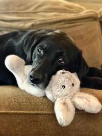 dog with stuffed animal in her mouth