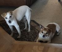 two dogs looking up at camera