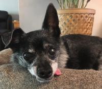 dog resting on chair with its tongue out