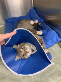 bandaged cat in hospital