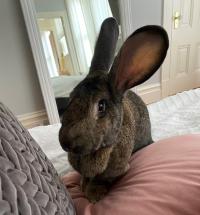 rabbit sitting on bed
