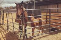 Mare and foal in corral on ranch