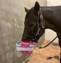 horse in hospital