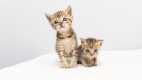 two kittens of different size
