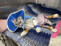 burned cat with bandages and a surgical scar across her abdomen