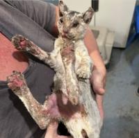 cat with severe burns and injuries