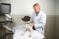 veterinarian examining dog at UC Davis