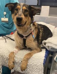 dog on table at UC Davis veterinary hospital