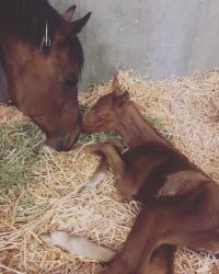 Mare looking over newborn foal