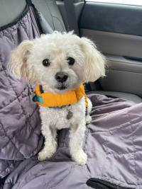 white poodle dog in back seat of car