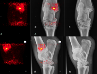 x-rays and PET scan showing infection in horse leg