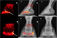radiographs and PET scans showing horse's injured foot