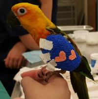 parrot