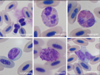 cells under microscope