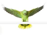 parrot spreading wings