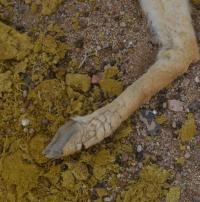 La piel gruesa y costrosa muestra los impactos de la sarna en una vicuña muerta encontrada en el Parque Nacional San Guillermo de Argentina.