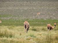 Vicuñas afectadas por la sarna pastan en el Parque Nacional de San Guillermo en Argentina.