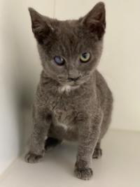 gray cat with infected right eye