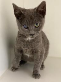 gray cat with infected right eye