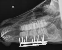 x-ray showing a fixator in place on horse's broken jaw