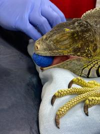 close up photo of iguana's face and claw