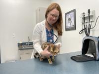 UC Davis veterinarian examining cat