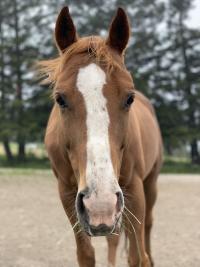 close up image of horse's face