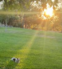 dog laying in grass with sun shining through trees in background