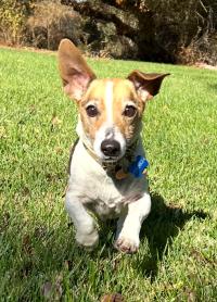 dog running on grass toward camera