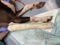 splint next to dog's leg