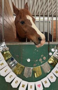 horse in stall with celebratory decorations