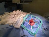surgical scene at UC Davis veterinary hospital showing opening in tortoise and a removed bladder stone in several pieces