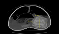 CT scan of bladder stone in tortoise measuring 63mm x 79mm