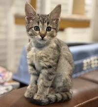 kitten sitting on arm of chair