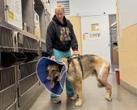 veterinarian with dog in a hospital ward